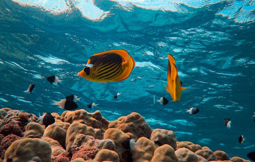 Дайвинг на весь день (2 погружения до 15 мин)