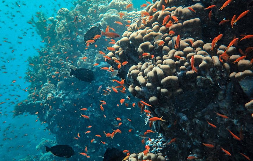 Дайвинг на весь день (2 погружения до 15 мин)