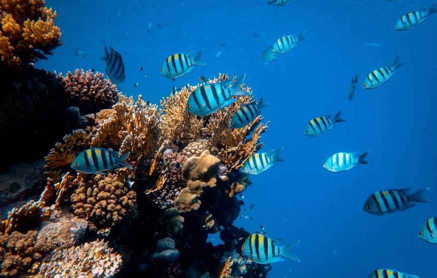 Дайвинг на весь день (2 погружения до 15 мин)