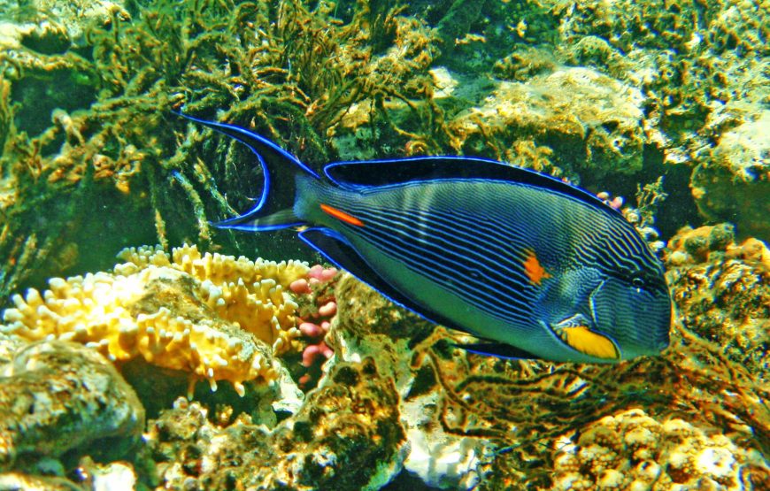 Дайвинг на весь день (2 погружения до 15 мин)