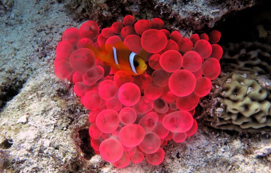 Дайвинг на весь день (2 погружения до 15 мин)