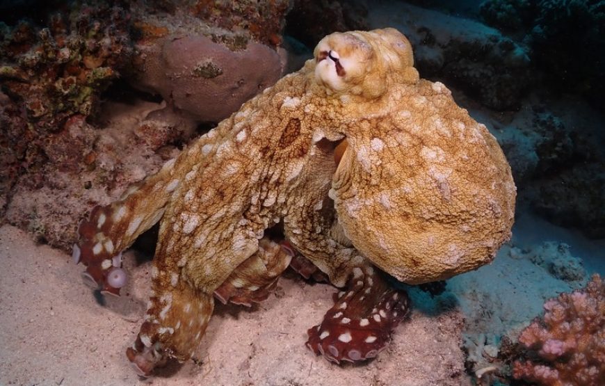 Дайвинг на весь день (2 погружения до 15 мин)