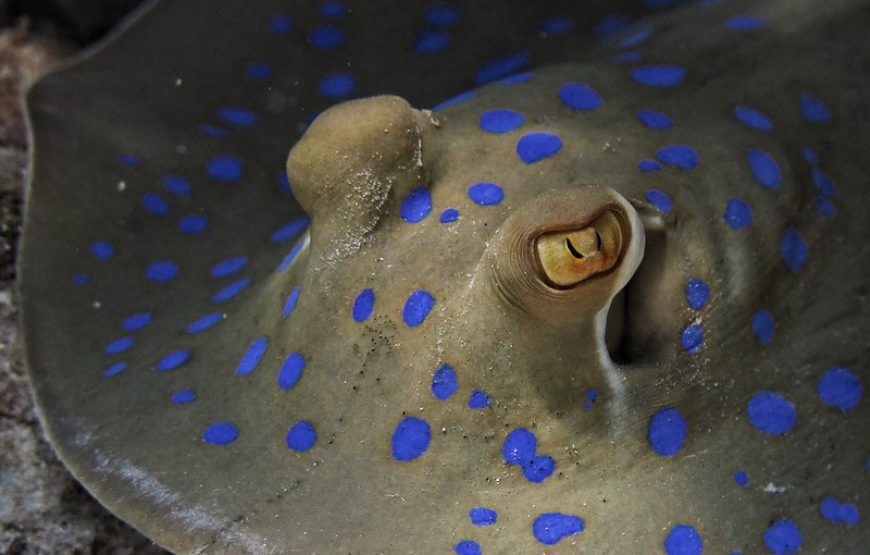 Дайвинг на весь день (2 погружения до 15 мин)