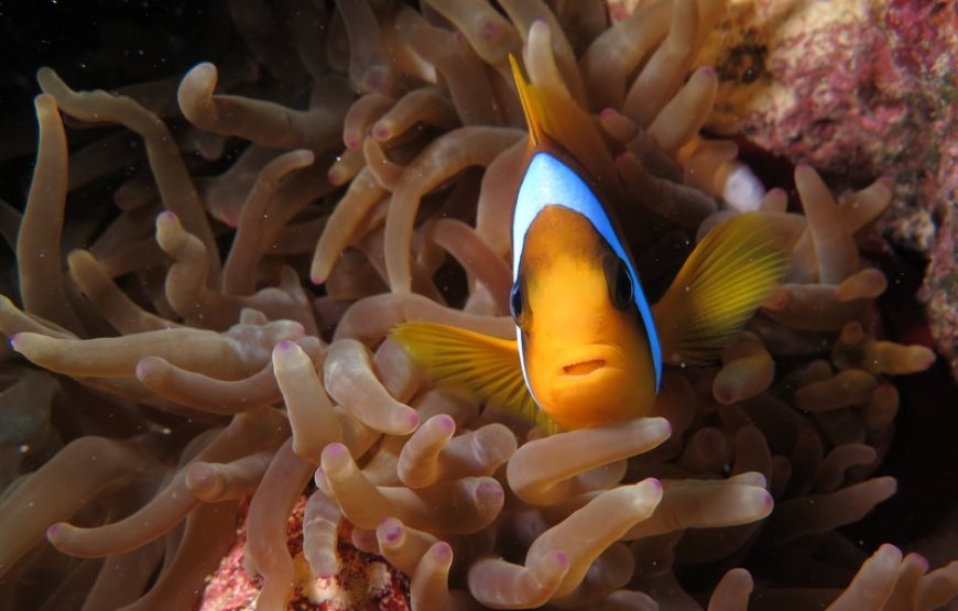 Дайвинг на весь день (2 погружения до 15 мин)