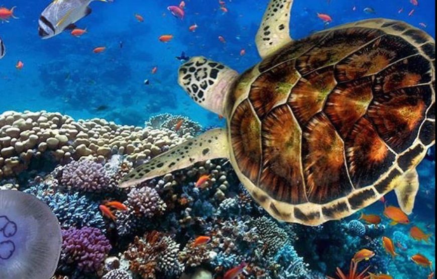 Рас Мохаммед индивидуальная программа