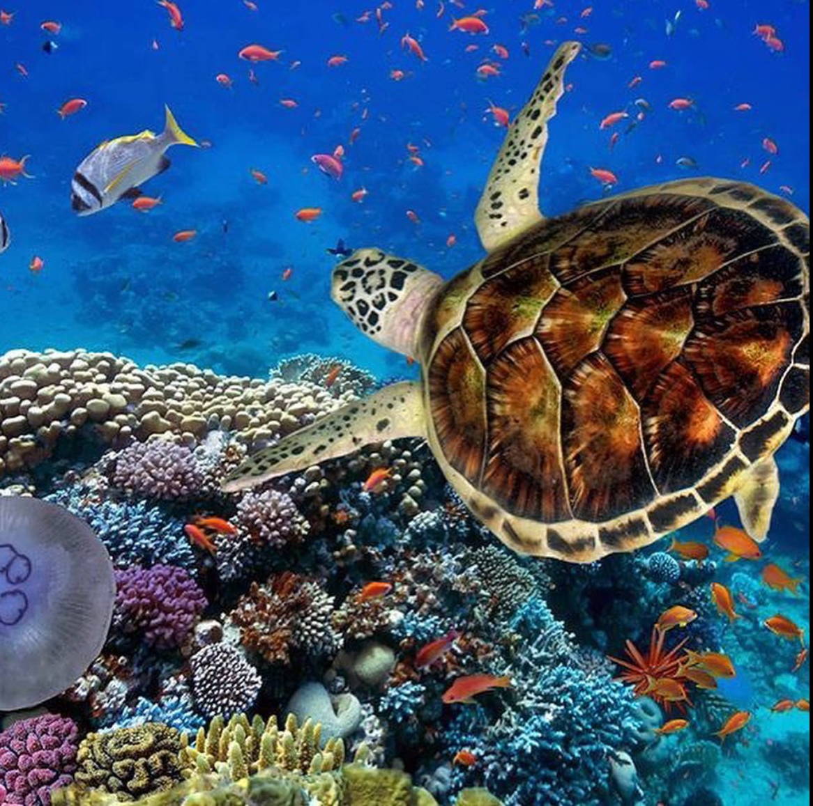 купания в морском заповеднике рас мохаммед