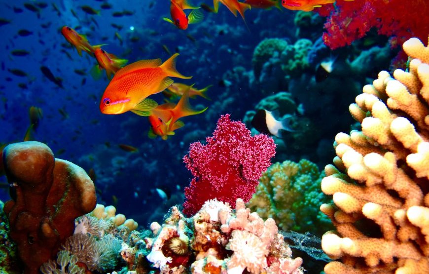 Рас Мохаммед индивидуальная программа